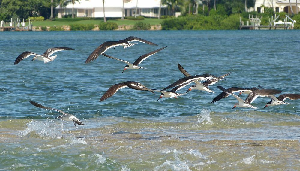 Click to See Next Image